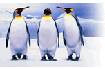 Linux's Logo...a penguin